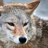 Avatar coyote